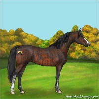 Horse Color:Black  and Brown 