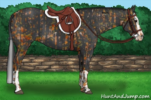 Horse Color:Black  and Black Splash 