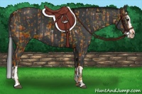 Horse Color:Black  and Black Splash 