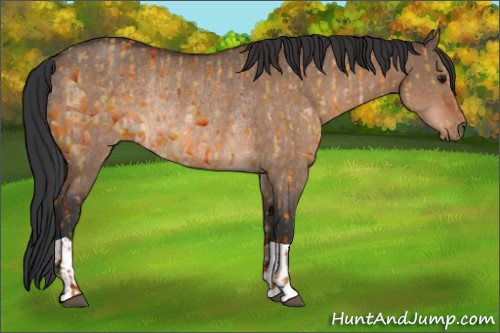 Horse Color:Bay Dun  and Bay Dun Rabicano 