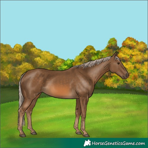 Horse Color:Chocolate Palomino 