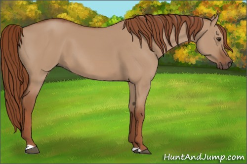 Horse Color:Red Dun