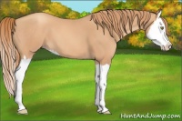 Horse Color:Gold Champagne Splash 