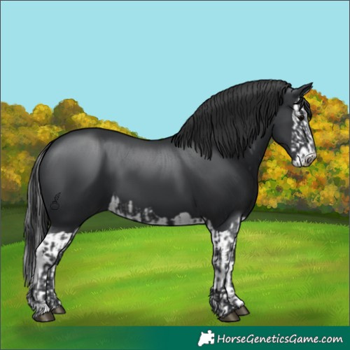 Horse Color:Black  and Black Splash 