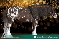 Horse Color:Liver Chestnut Sabino Splash Appaloosa  and Liver Chestnut Sabino Appaloosa 