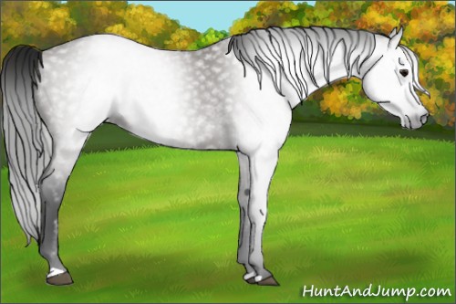 Horse Color:Gray Grullo 