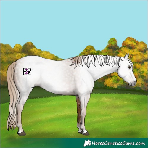 Horse Color:Gray Chestnut 