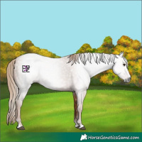 Horse Color:Gray Chestnut