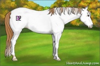 Horse Color:Red Roan Appaloosa 