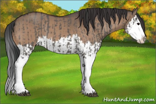 Horse Color:Grullo Sabino Splash  and Brown Dun Sabino Splash 