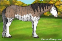 Horse Color:Grullo Sabino Splash  and Brown Dun Sabino Splash 