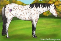 Horse Color:Bay Near Leopard 