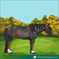 Horse Color:Silver Black  and Brown Rabicano 