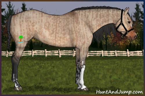 Horse Color:Bay Dun and Bay Dun