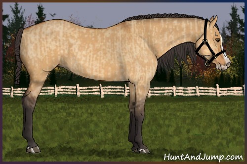 Horse Color:Buckskin Dun  and Buckskin Dun Splash 