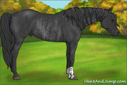 Horse Color:Black and Black Rabicano