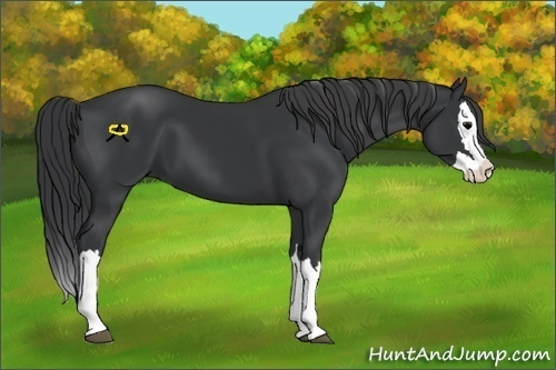 Horse Color:Black Splash 