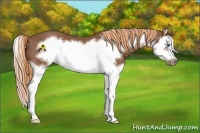 Horse Color:Chestnut Splash Frame 