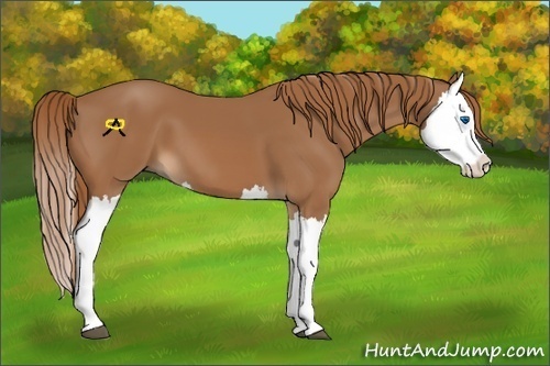 Horse Color:Chestnut Splash 