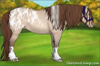 Horse Color:Amber Champagne Dun Sabino Tobiano Appaloosa and Amber Champagne Dun Sabino Tobiano Appaloosa Rabicano
