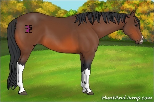Horse Color:Bay 