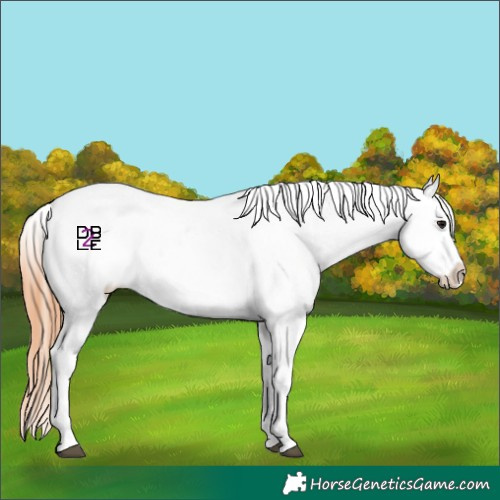 Horse Color:Bay Dun Splash Appaloosa