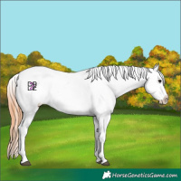 Horse Color:Bay Dun Splash Appaloosa 