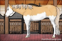 Horse Color:Palomino Roan Splash 