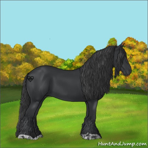 Horse Color:Black  and Black 