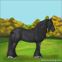Horse Color:Black  and Black 