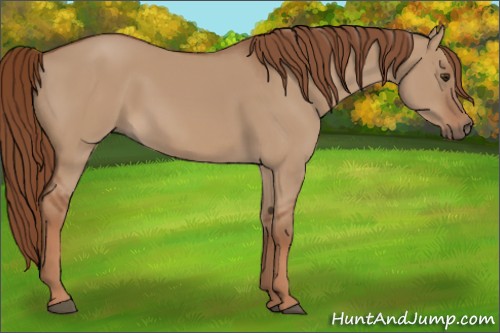 Horse Color:Red Dun 