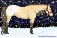 Horse Color:Buckskin Appaloosa 