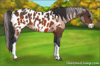 Horse Color:Bay Appaloosa  and Bay Splash Appaloosa 