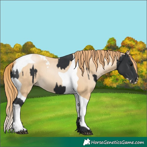 Horse Color:Black  and Smoky Black Pearl Tobiano 