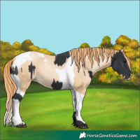 Horse Color:Black  and Smoky Black Pearl Tobiano 