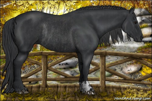 Horse Color:Black and Black Rabicano