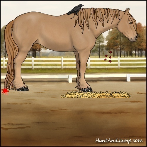 Horse Color:Red Roan 