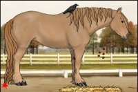 Horse Color:Red Roan