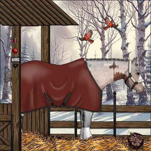 Horse Color:Bay Appaloosa  and Bay Roan Appaloosa 