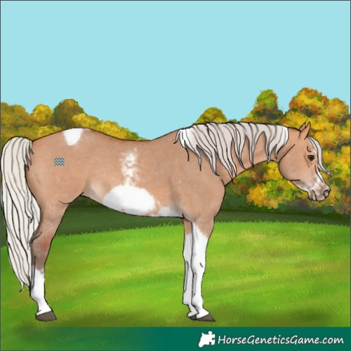 Horse Color:Silver Bay Dun Sabino Tobiano Frame Rabicano
