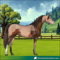 Horse Color:Bay  and Amber Champagne 