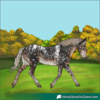 Horse Color:Silver Brown Tobiano Appaloosa  and Liver Chestnut Tobiano Appaloosa Rabicano 
