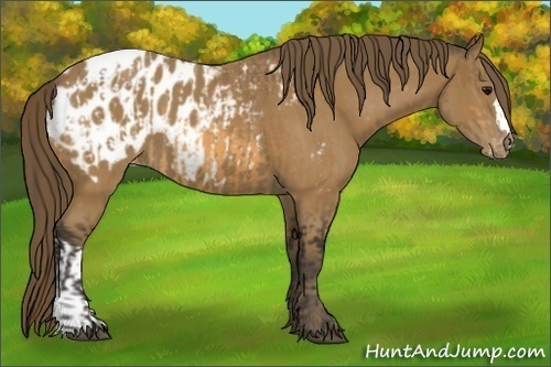 Horse Color:Buckskin Appaloosa and Buckskin Appaloosa