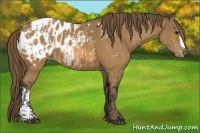 Horse Color:Buckskin Appaloosa  and Buckskin Appaloosa 
