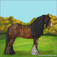 Horse Color:Bay Varnish  and Bay Varnish 