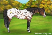Horse Color:Bay Appaloosa  and Bay Splash Appaloosa 