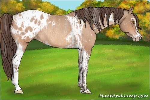 Horse Color:Amber Champagne Sabino Tobiano Blanket and Amber Champagne Sabino Tobiano Blanket Rabicano