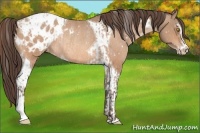 Horse Color:Amber Champagne Sabino Tobiano Blanket  and Amber Champagne Sabino Tobiano Blanket Rabicano 