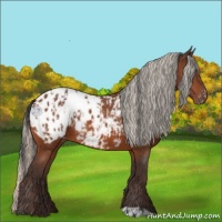 Horse Color:Bay Appaloosa  and Silver Bay Appaloosa 