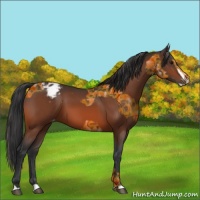 Horse Color:Bay Varnish  and Bay Splash Varnish 